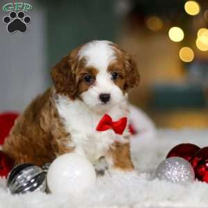 Champ, Cavapoo Puppy